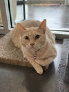 Selissa BR13191-T -  Domestic Short Hair and American Shorthair Cat for Adoption in Missouri City, Texas - Selissa BR13191-T | PetCurious