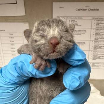 Domestic Short Hair Cats Available for Adoption in Yuma, Arizona - Trumpet | PetCurious