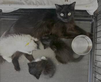 Domestic Long Hair Cats Available for Adoption in Virginia Beach, Virginia - Mama Nefertiti | PetCurious