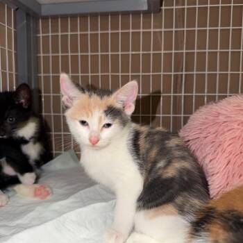 Insomnia -  Domestic Short Hair Cat for Adoption - Insomnia | PetCurious