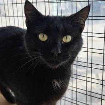 Domestic Medium Hair Cats Available for Adoption - Velvet | PetCurious