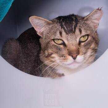 Domestic Short Hair Cats Available for Adoption in Seattle, Washington - Puma | PetCurious