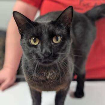 Rocco -  Domestic Short Hair Cat Available for Adoption in Canton, Illinois - Rocco | PetCurious