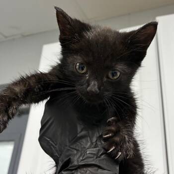 Thackary -  Domestic Short Hair Cat for Adoption in Greenville, South Carolina - Thackary | PetCurious