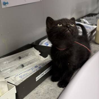 Mildred -  Domestic Short Hair Cat for Adoption in Spokane, Washington - Mildred | PetCurious