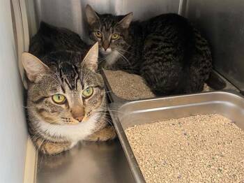 TUGBOAT -  Domestic Short Hair Cat for Adoption in Tustin, California - TUGBOAT | PetCurious
