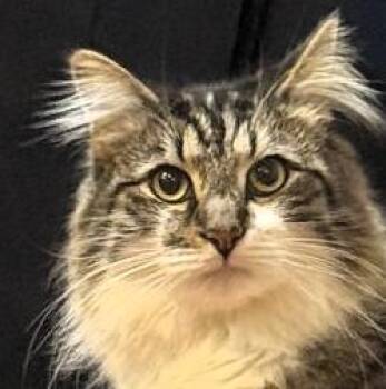 Maine Coon and Domestic Long Hair Cats Available for Adoption in Paris, Kentucky - Jay | PetCurious