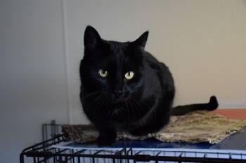 Domestic Short Hair Cats Available for Adoption - Lucy | PetCurious