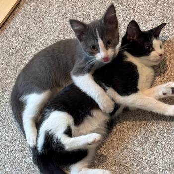 Sydney -  Domestic Medium Hair Cat for Adoption in Chaska, Minnesota - Sydney | PetCurious