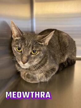 Rescue Domestic Short Hair Cats for Adoption in Burlington, Iowa - Meowthra | PetCurious