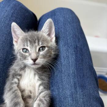 Domestic Short Hair Cats Available for Adoption in Redwood City, California - Fanta (pink Collar) | PetCurious