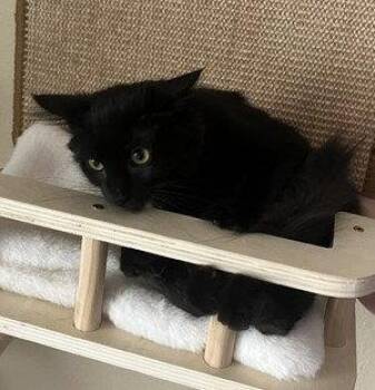 Domestic Short Hair Cats Available for Adoption in Phoenix, Arizona - Toothless | PetCurious