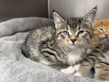 Domestic Short Hair Cats Available for Adoption in Frankfort, Indiana - Breezey | PetCurious
