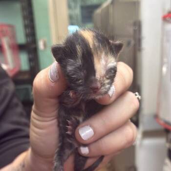 opal -  Domestic Short Hair Cat for Adoption in Gadsden, Alabama - Opal | PetCurious