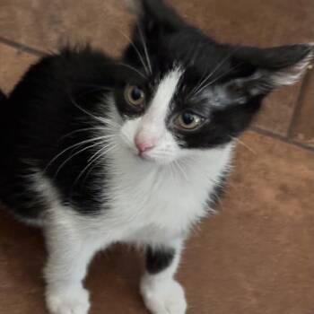 Xyla -  Domestic Short Hair Cat for Adoption in Bentonville, Arkansas - Xyla | PetCurious