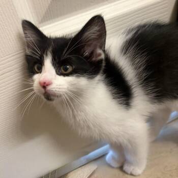Gi Gi Hansen -  Domestic Medium Hair Cat for Adoption in Eagle Mountain, Utah - Gi Gi Hansen | PetCurious