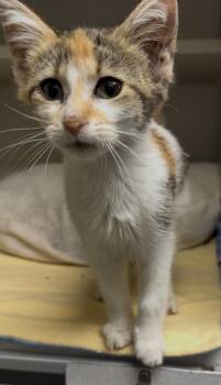 Marion -  Domestic Short Hair Cat for Adoption in Osseo, Michigan - Marion | PetCurious