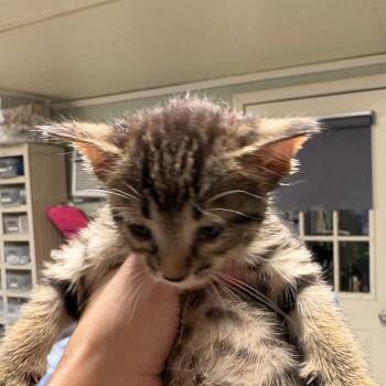 Pecan -  Domestic Short Hair Cat for Adoption in Mt. Juliet, Tennessee - Pecan | PetCurious