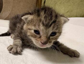 MEATLOAF -  Domestic Short Hair Cat for Adoption in Riverside, California - MEATLOAF | PetCurious