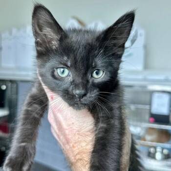 Domestic Short Hair Cats Available for Adoption - Chestnut | PetCurious