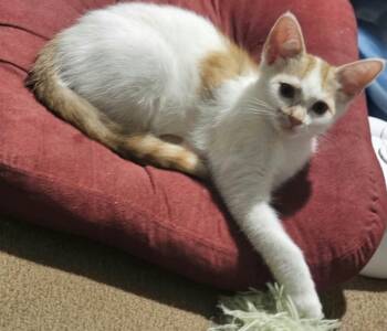 Ozzy -  Domestic Short Hair Cat for Adoption in Belchertown, Massachusetts - Ozzy | PetCurious