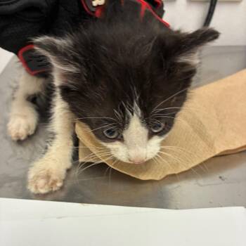 Stefen -  Domestic Medium Hair Cat Available for Adoption in TIMBERCRK CYN, Texas - Stefen | PetCurious