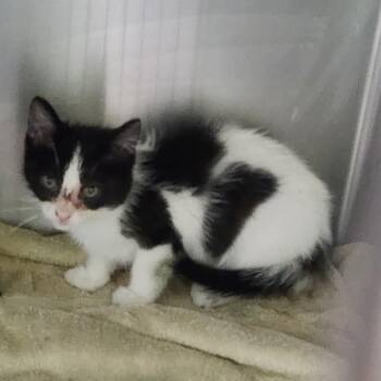 Jazz -  Domestic Short Hair Cat for Adoption in Dixon, Illinois - Jazz | PetCurious