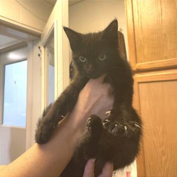 Pendragon -  Domestic Short Hair Cat for Adoption in Albert Lea, Minnesota - Pendragon | PetCurious