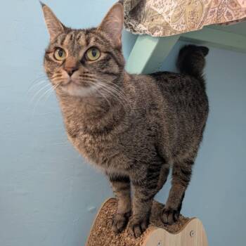 Sequin -CHWK Mr Pets -  Domestic Short Hair Cat for Adoption in Chilliwack, British Columbia - Sequin -CHWK Mr Pets | PetCurious