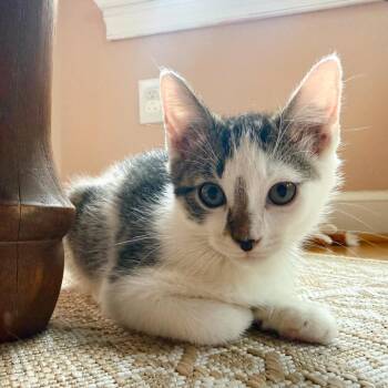 Tape -  Domestic Short Hair Cat for Adoption in Chesapeake, Virginia - Tape | PetCurious
