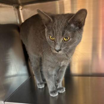 Marco -  Domestic Short Hair Cat for Adoption in Madisonville, Tennessee - Marco | PetCurious