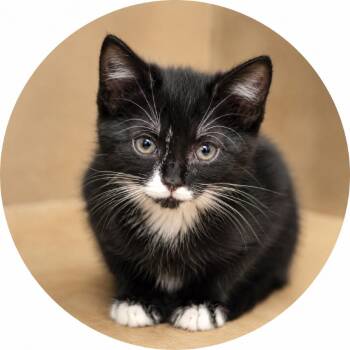 Tuff -  Domestic Short Hair Cat for Adoption in Wickenburg, Arizona - Tuff | PetCurious