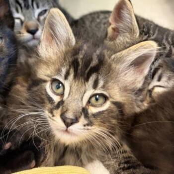 Domestic Long Hair Cats Available for Adoption in Walnut Creek, California - Lemato | PetCurious