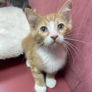 Domestic Short Hair Cats Available for Adoption in Lenexa, Kansas - Paul | PetCurious