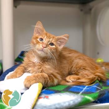 Coupon -  Domestic Medium Hair Cat for Adoption in Toledo, Ohio - Coupon | PetCurious
