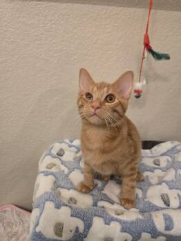 Domestic Short Hair and Tabby Cats Available for Adoption - Super Simba | PetCurious