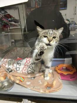 Domestic Short Hair Cats Available for Adoption in Dayton, Minnesota - Spot | PetCurious