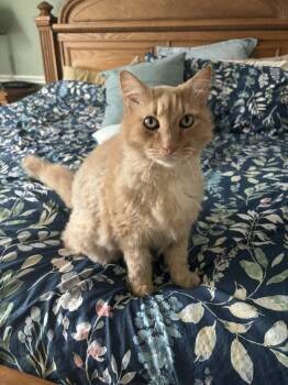 Domestic Long Hair Cats Available for Adoption - Owen | PetCurious