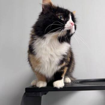 Domestic Medium Hair Cats Available for Adoption in Toms River, New Jersey - Eartha Kitt | PetCurious