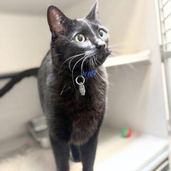 Domestic Short Hair Cats Available for Adoption in Aurora, Colorado - PUCK | PetCurious