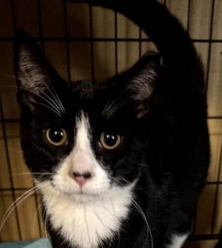 Rescue American Shorthair Cats for Adoption in Evans City, Pennsylvania - Sunny | PetCurious