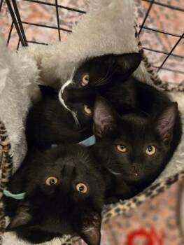 Charlie -  Domestic Short Hair Cat for Adoption in The Woodlands, Texas - Charlie | PetCurious