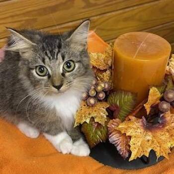 Rescue Tabby Cats for Adoption in Southern Pines, North Carolina - Charlie - Soft As A Bunny, He