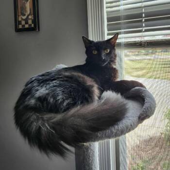 Domestic Long Hair Cats Available for Adoption - Chile | PetCurious