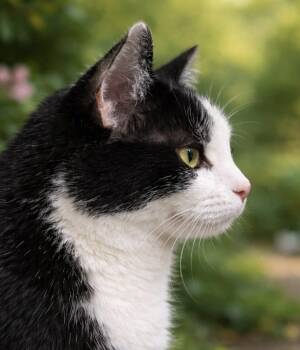 American Shorthair Cats Available for Adoption - Sunny | PetCurious