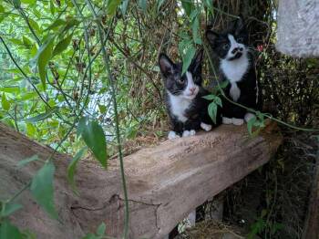 Rescue Domestic Short Hair Cats for Adoption in Abbotsford, British Columbia - Starsky & Hutch | PetCurious