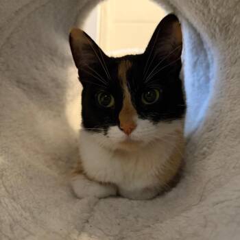 Mocha -  Domestic Short Hair Cat for Adoption in Chicago, Illinois - Mocha | PetCurious