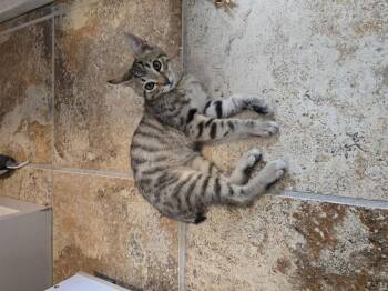 Luca -  Domestic Short Hair Cat for Adoption in Vancouver, Washington - Luca | PetCurious
