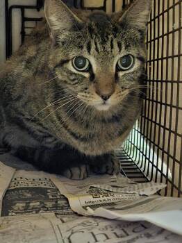 Domestic Short Hair Cats Available for Adoption in San Antonio, Texas - V26-0548 | PetCurious