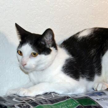 Rescue Domestic Short Hair Cats for Adoption in Redlands, California - Mushroom | PetCurious